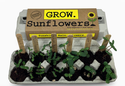 BACKYARD SAFARI COMPANY SUNFLOWER GROW KIT